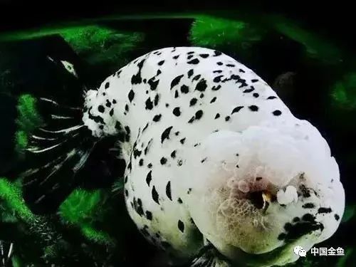 金龍魚低溫下如何喂食？（金龍魚喂養指南）