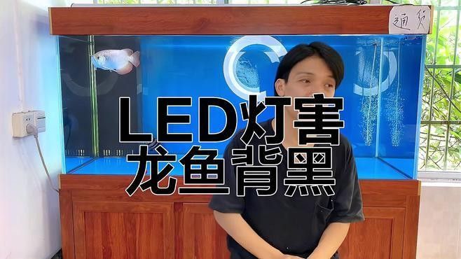 紅龍魚背部發黑可以自然恢復嗎