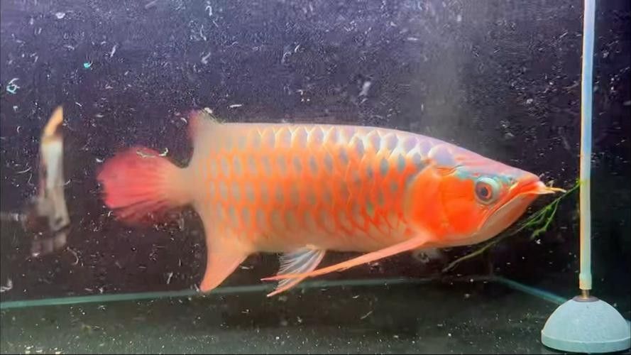 平嘴龍魚有哪些品種？（平嘴龍魚品種分類及分布地廣州勝哥你會區分嗎）