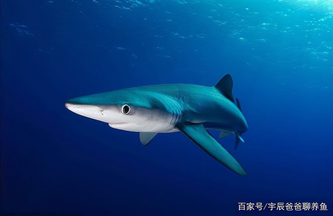 哪種鯊魚與龍魚混養最和諧？（宇辰爸爸聊娛樂:鯊魚與龍魚混養的最佳選擇）