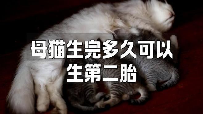 母貓產后多久可以再次繁殖（母貓產后多久可以再次繁殖，難產風險提高3倍，）
