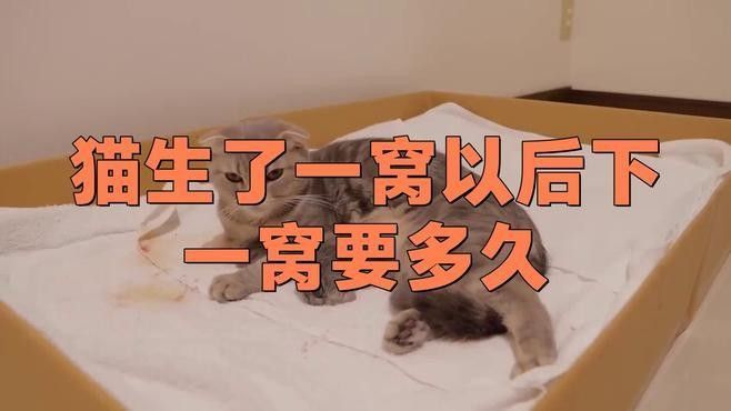 母貓產后多久可以再次繁殖（母貓產后多久可以再次繁殖，難產風險提高3倍，）