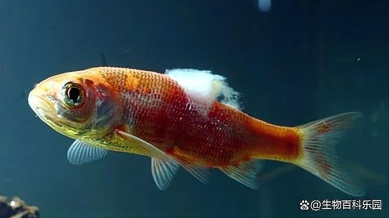 如何判斷龍魚鰭上的白色絮狀物是否由細菌感染引起