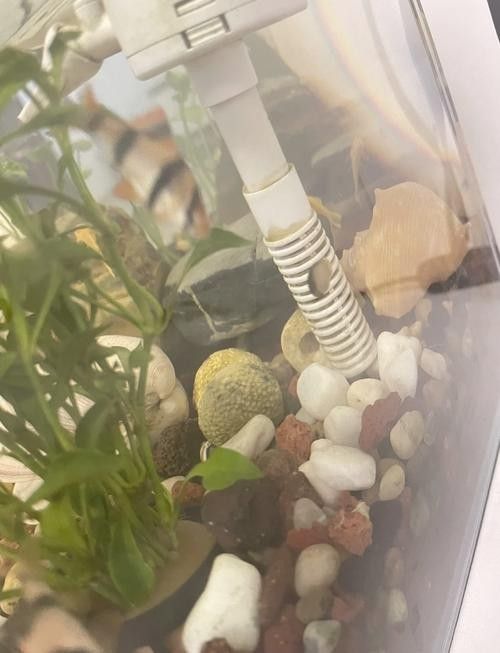 龍魚缸推薦哪些工具魚