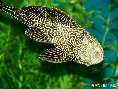 龍魚缸推薦哪些工具魚