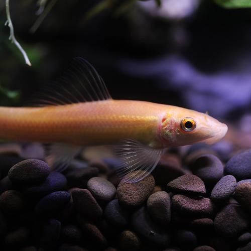 龍魚缸推薦哪些工具魚