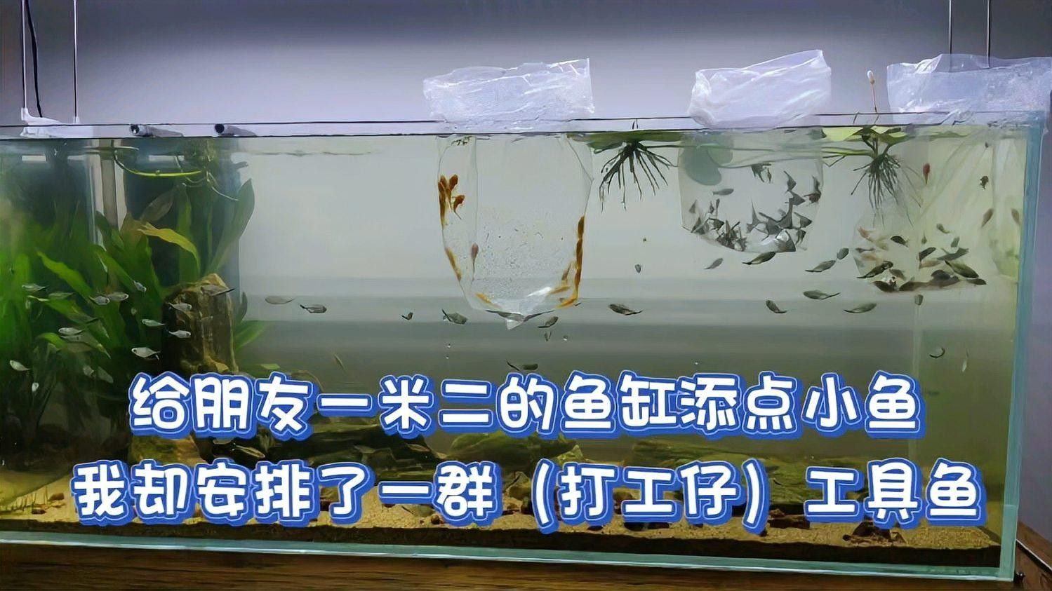 龍魚缸推薦哪些工具魚