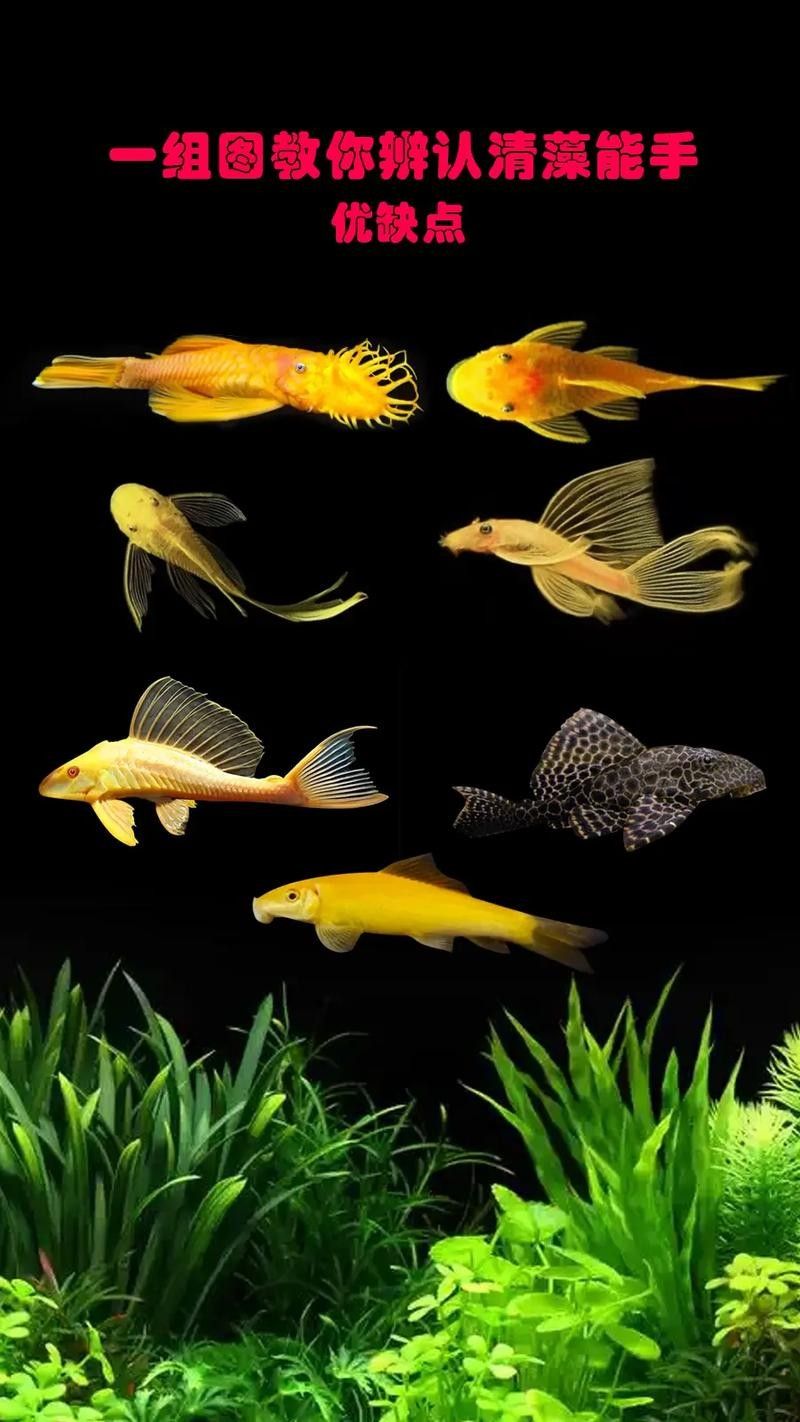 龍魚缸推薦哪些工具魚