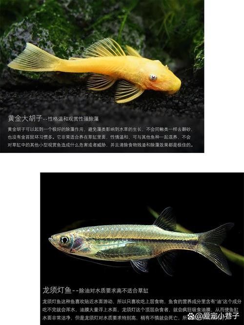 龍魚缸推薦哪些工具魚