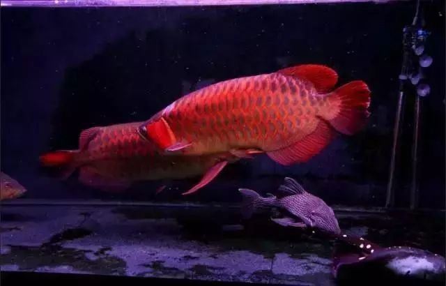 紅龍魚和元寶鳳凰混養需要注意什么？