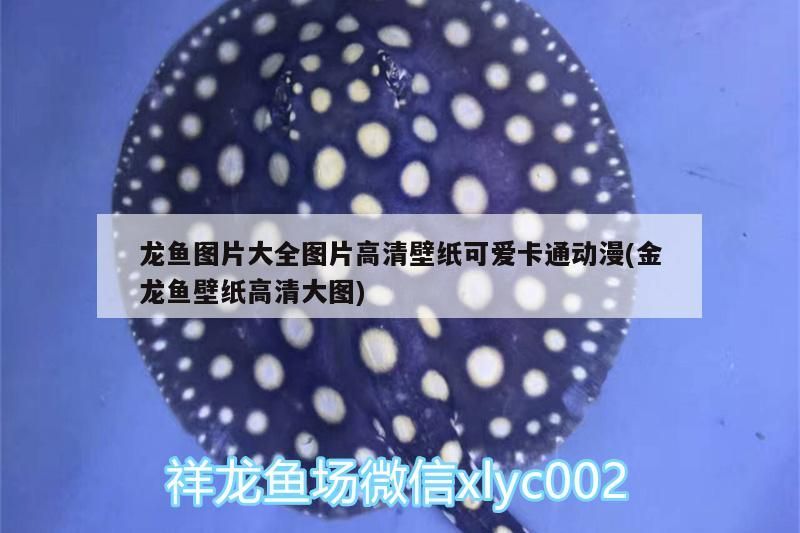 龍魚圖片大全圖片高清壁紙可愛卡通動漫(金龍魚壁紙高清大圖)