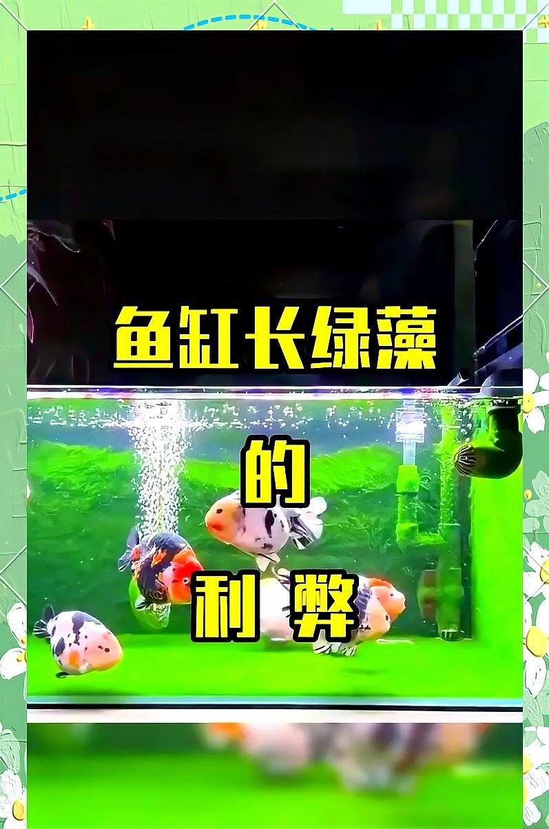 如何布置魚缸以提供足夠的遮蔽（0631威海自然棲息地打造9種創新魚缸造景技巧）