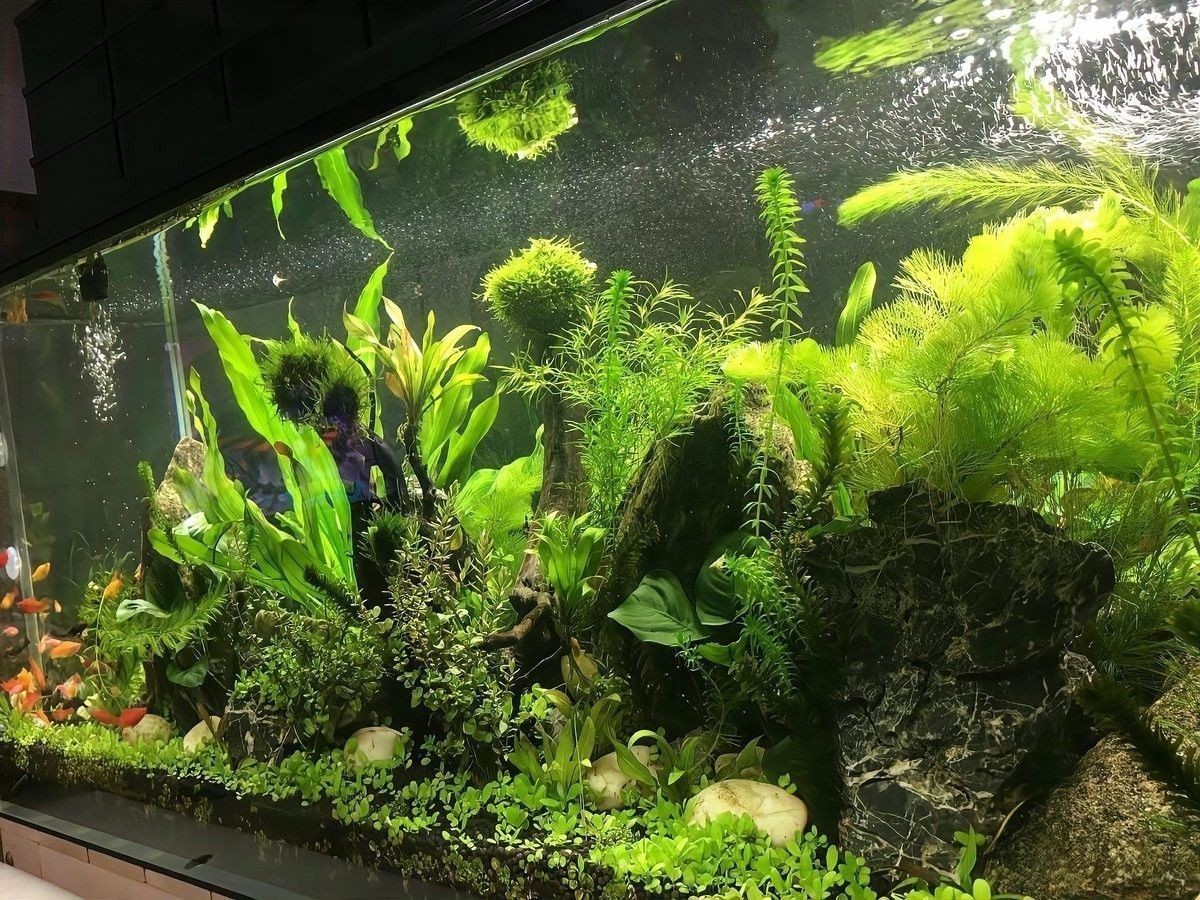 如何布置魚缸以提供足夠的遮蔽（0631威海自然棲息地打造9種創新魚缸造景技巧）