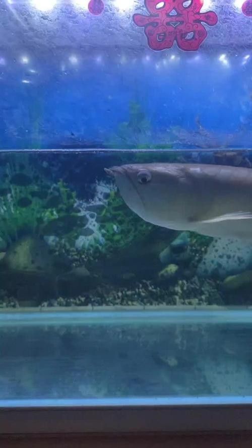 錫山哪個水族館龍魚好？祥龍魚場龍魚