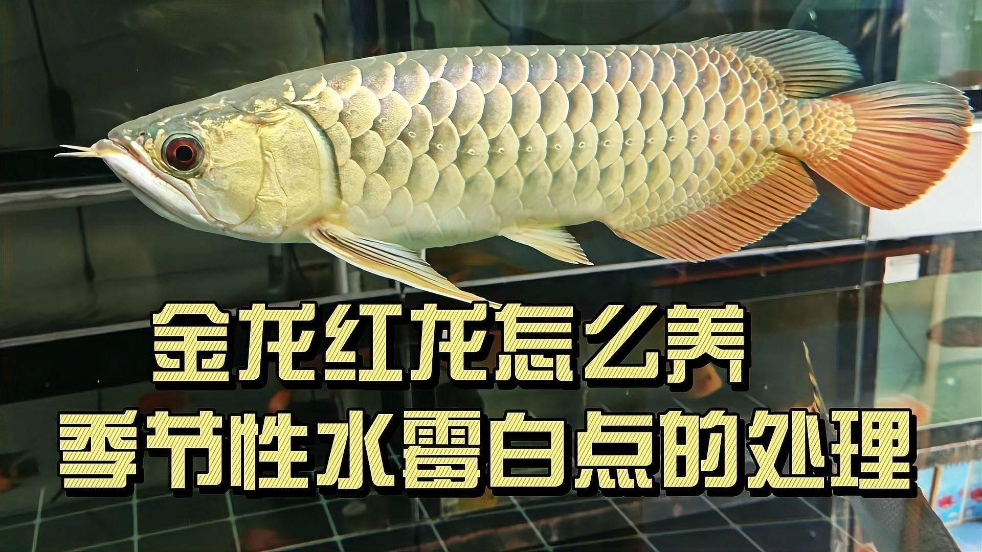 紅金龍魚和黃金龍魚哪個更好養