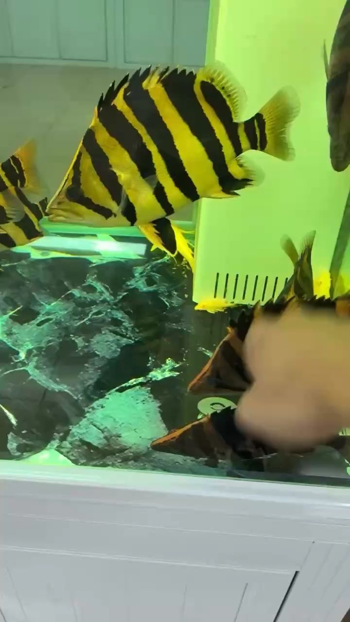 魚缸過濾器選購指南:自制魚缸過濾器魚缸上置過濾器對于養魚愛好者的必備知識 每日打卡(昆weixin001評論:每日打卡的重要性與實踐) 龍魚論壇 每日打卡(昆weixin001評論:每日打卡的重要性與實踐) 每日打卡(昆weixin001評論:每日打卡的重要性與實踐) 龍魚論壇