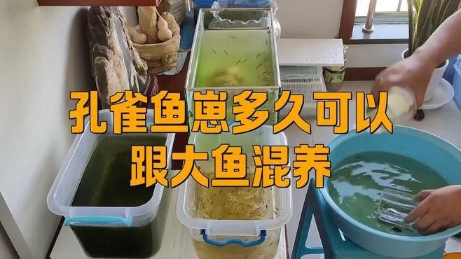 混養(yǎng)初期需要多久適應(yīng)？