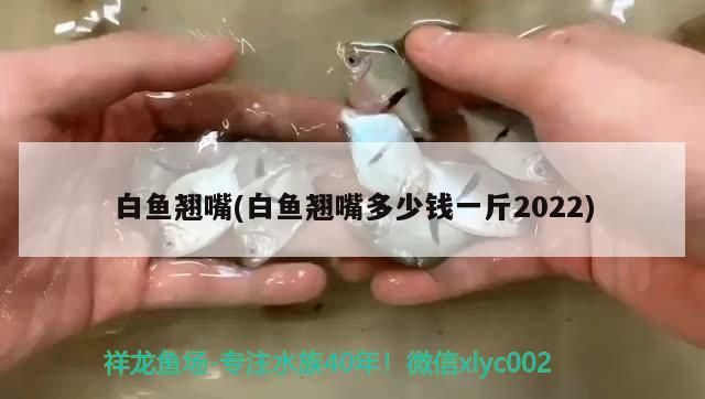 龍魚混養什么魚最好養殖(龍魚混養什么魚最好養殖視頻)