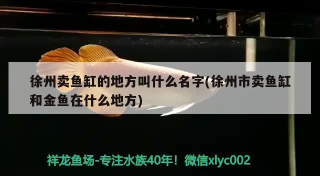 <strong><mark>徐州</mark></strong>賣魚缸的地方叫什么名字(<strong><mark>徐州</mark></strong>市賣魚缸和金魚在什么地方)