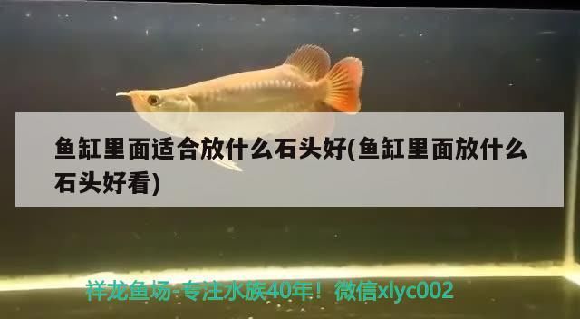 魚缸里面適合放什么石頭好(魚缸里面放什么石頭好看)