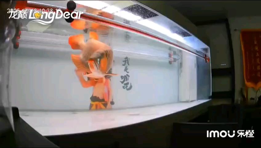 轉發897（彩虹垃圾人評論：轉發897，宇哥6519評論）
