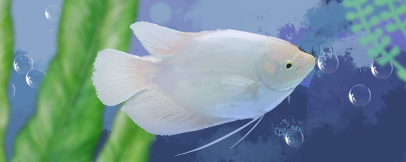魚缸一體過濾器（魚缸除余氯過濾器）