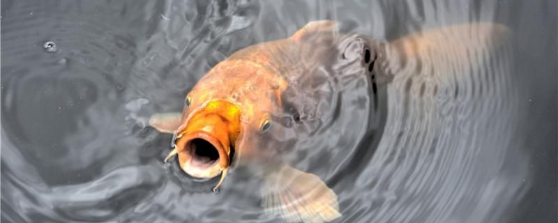 魚缸一體過濾器（魚缸除余氯過濾器）