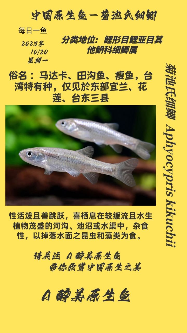 菊池氏細(xì)鯽