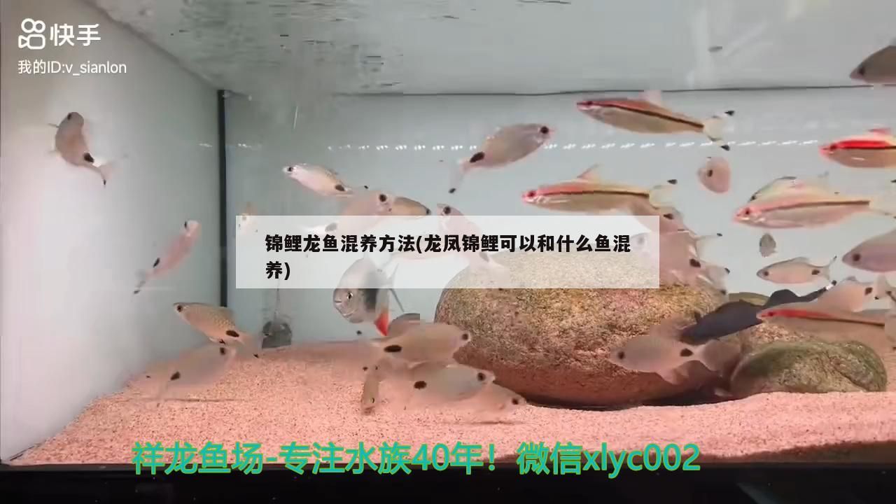 錦鯉龍魚混養方法(龍鳳錦鯉可以和什么魚混養)（錦鯉龍魚混養方法和龍鳳錦鯉可以和什么魚混養）