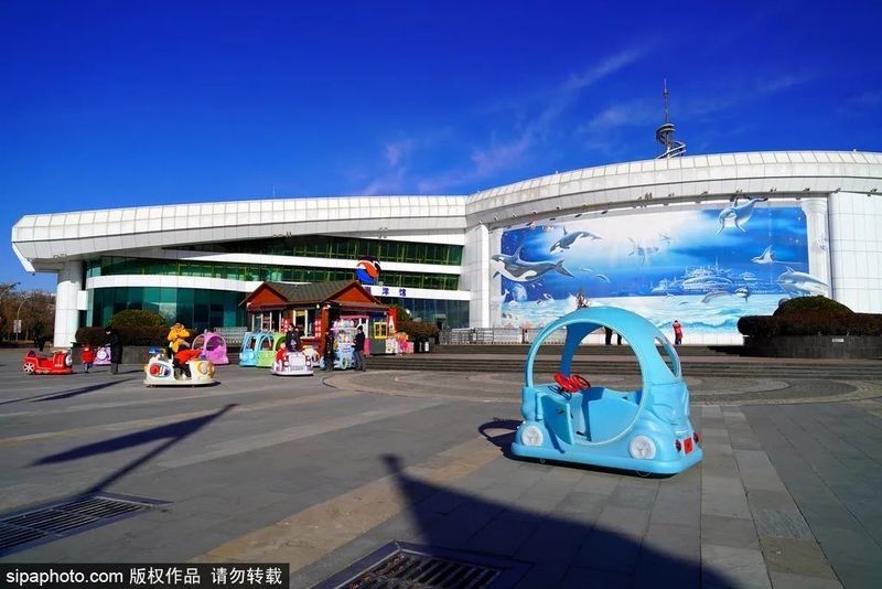 城北哪個(gè)水族館龍魚好？祥龍魚場(chǎng)龍魚（北京城北哪個(gè)水族館祥龍魚場(chǎng)龍魚種類最多） 城北哪個(gè)水族館龍魚好？祥龍魚場(chǎng)龍魚（北京城北哪個(gè)水族館祥龍魚場(chǎng)龍魚種類最多） 龍魚百科 第7張
