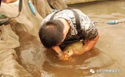 城北哪個(gè)水族館龍魚好？祥龍魚場(chǎng)龍魚（北京城北哪個(gè)水族館祥龍魚場(chǎng)龍魚種類最多） 城北哪個(gè)水族館龍魚好？祥龍魚場(chǎng)龍魚（北京城北哪個(gè)水族館祥龍魚場(chǎng)龍魚種類最多） 龍魚百科 第6張