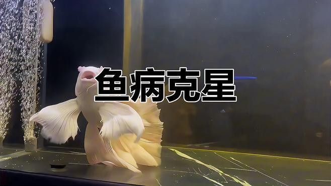 哪種藥物對龍魚爛身最便宜（哪種藥物對龍魚爛身最便宜？）