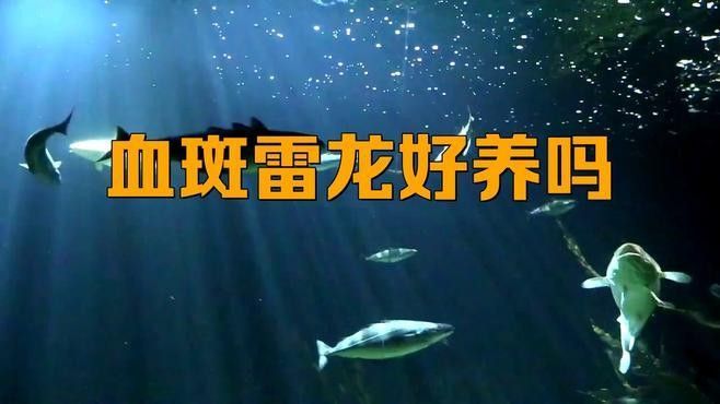 如何區(qū)分不同品種的紅色雷龍魚(yú)（常見(jiàn)小型雷龍魚(yú)品種大揭秘，新手適合養(yǎng)哪種）