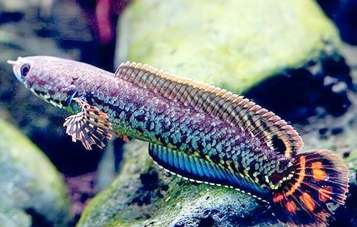 如何判斷雷龍魚的性別？（如何判斷雷龍魚的性別）