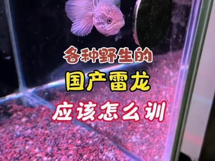 如何馴化高冷的眼鏡蛇雷龍魚