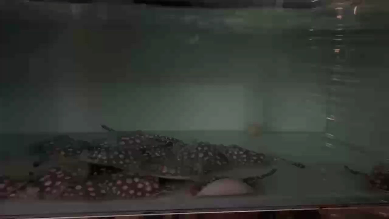 江門軍仔魟魚繁殖