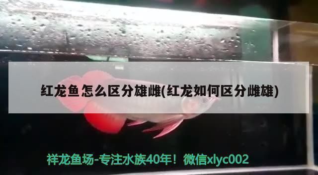 二十公分的銀龍魚怎么喂養(yǎng)（銀龍魚20多厘米屬于幼魚嗎）