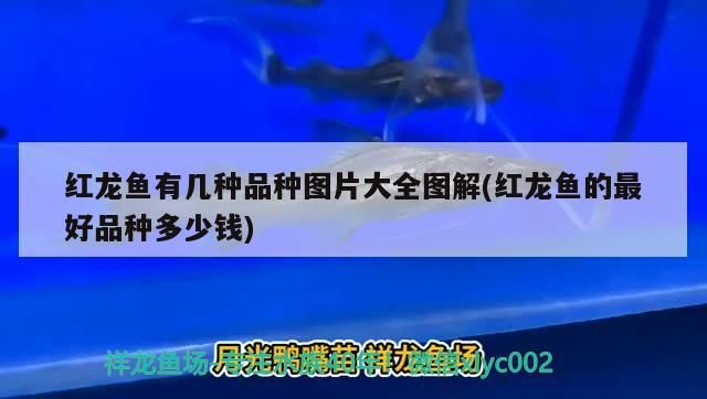 給大魚缸換水的作文:體驗給大魚缸換水的樂趣:體驗給大魚缸換水:給大魚缸換水的作文 紅龍魚有幾種品種圖片大全圖解(紅龍魚的最好品種多少錢) 觀賞魚百科 紅龍魚有幾種品種圖片大全圖解(紅龍魚的最好品種多少錢) 紅龍魚有幾種品種圖片大全圖解(紅龍魚的最好品種多少錢) 觀賞魚百科