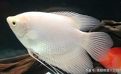 如何安全地喂食招財龍魚（如何正確喂養(yǎng)招財龍魚）