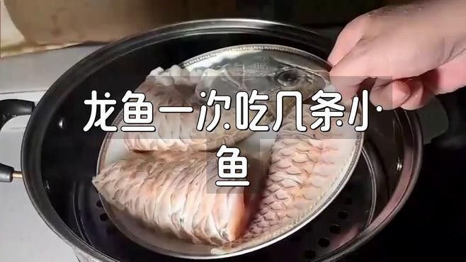 如何安全地喂食招財龍魚（如何正確喂養(yǎng)招財龍魚）