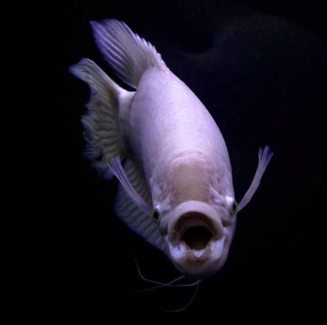 如何安全地喂食招財龍魚（如何正確喂養(yǎng)招財龍魚）