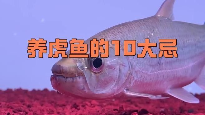虎魚和龍魚哪個更耐高溫（虎魚和龍魚的耐高溫特性對比）