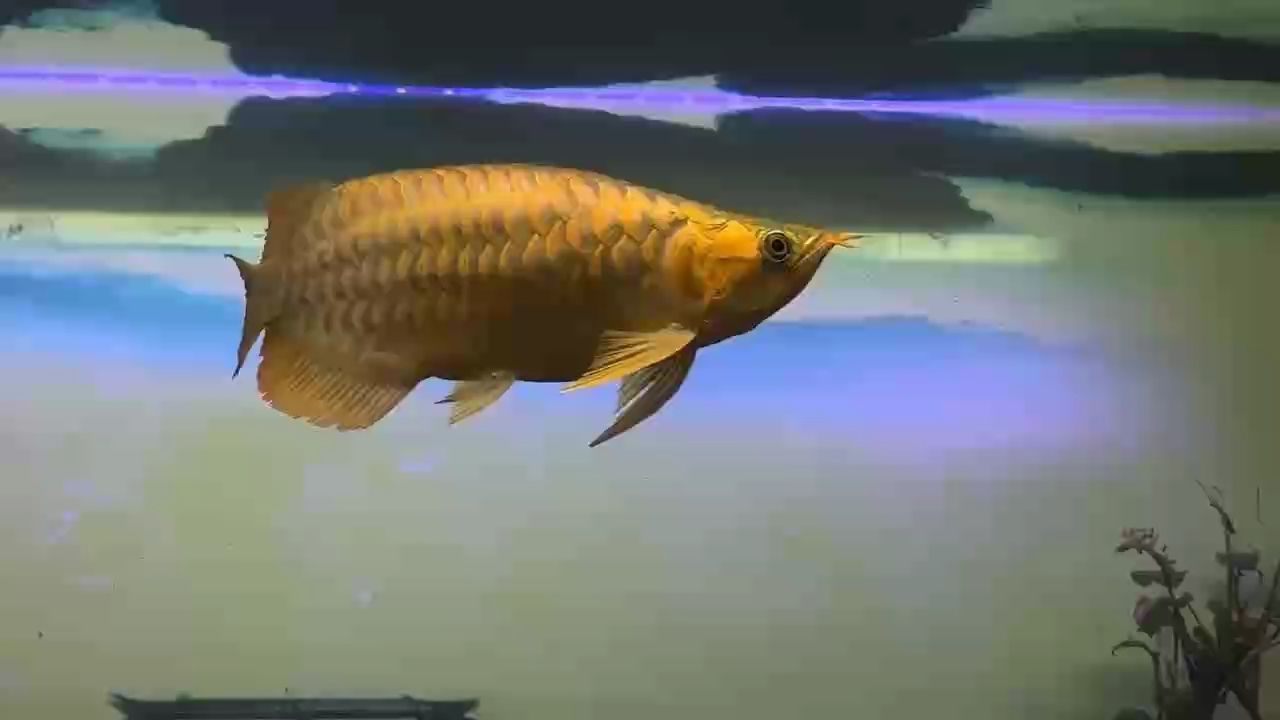 矮矬窮養(yǎng)殘篇。