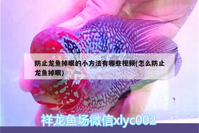 防止龍魚掉眼的小方法有哪些視頻(怎么防止龍魚掉眼)