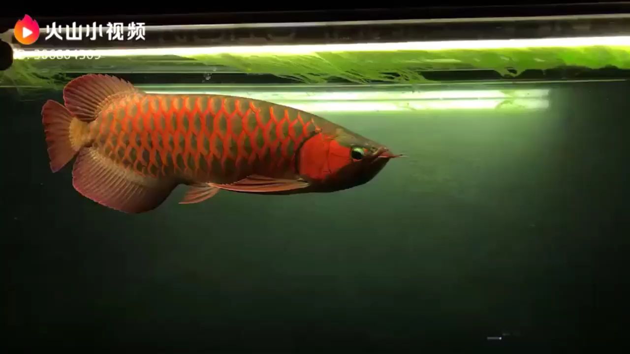 黔東南苗族侗族自治州水族館記錄一下我曾經(jīng)養(yǎng)大的一條紅龍
