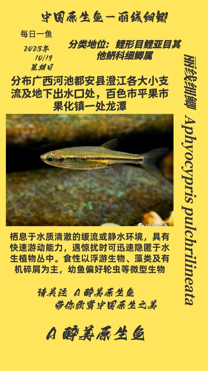 麗線細鯽（麗線細鯽對水質的要求不高，）