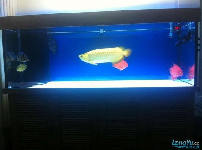 給我一些龍魚缸白底黑背景的設計靈感