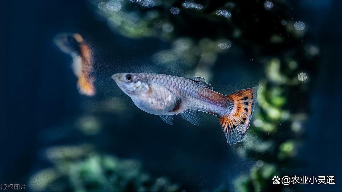 金龍魚飼料變質(zhì)后還能喂嗎？