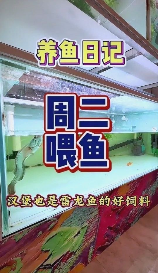 如何判斷雷龍魚是否營養均衡