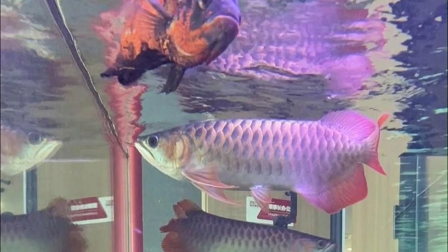 金龍魚有哪些飼養技巧（金龍魚飼養技巧）